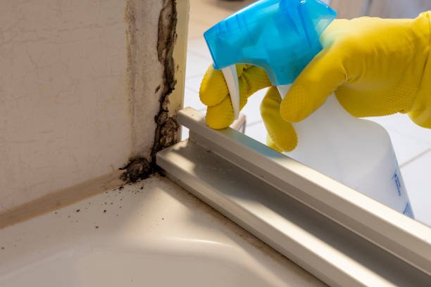 Best Mold Remediation  in Gasport, NY