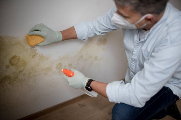 Best Toxic Mold Removal  in Gasport, NY