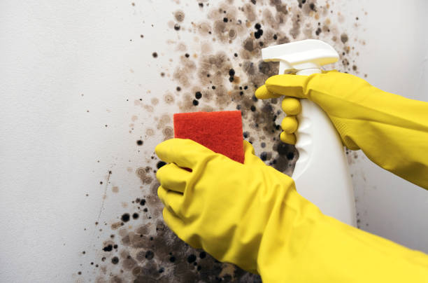 Best Mold Testing and Removal  in Gasport, NY