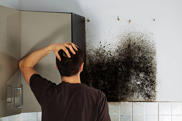 Best Black Mold Removal  in Gasport, NY