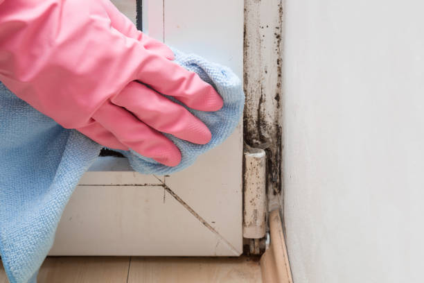 Best Office Mold Removal Services  in Gasport, NY